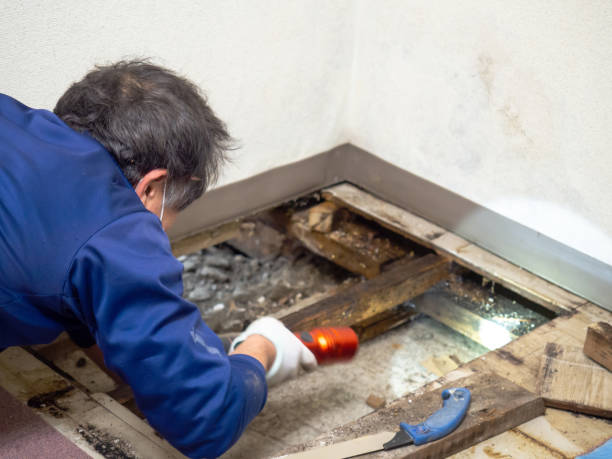 Best Toxic Mold Removal  in Fort Smith, AR