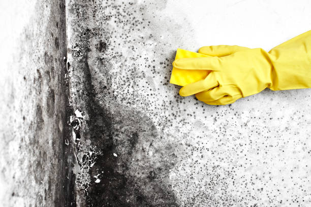 Professional Mold Removal in Fort Smith, AR