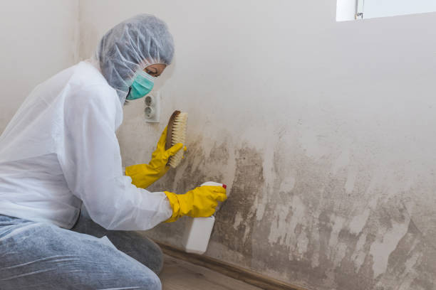 Best Commercial Mold Removal  in Fort Smith, AR