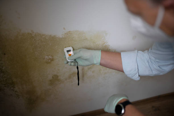 Best Affordable Mold Removal  in Fort Smith, AR