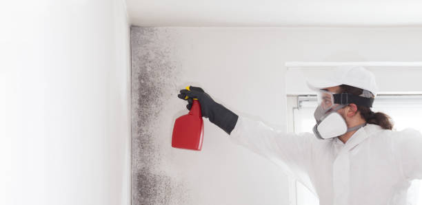Best Mold Removal and Inspection  in Fort Smith, AR