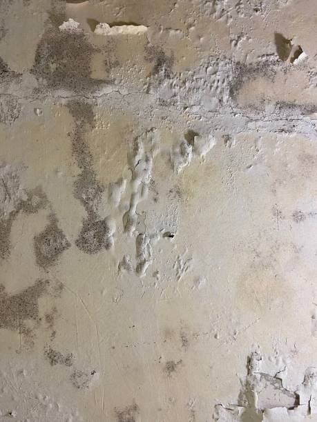 Best Emergency Mold Removal  in Fort Smith, AR