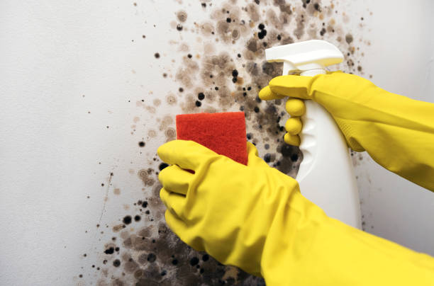 Best Mold Remediation  in Fort Smith, AR