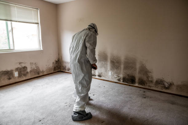 Best Same-Day Mold Removal  in Fort Smith, AR