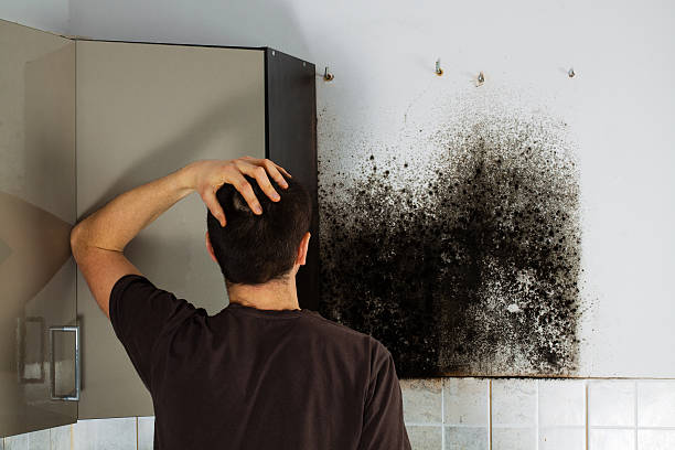 Best Residential Mold Removal  in Fort Smith, AR