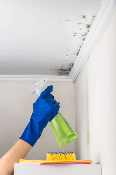 Best Best Mold Removal Companies  in Fort Smith, AR