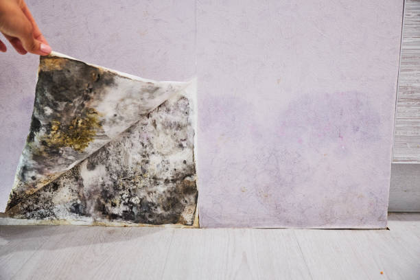 Best Crawl Space Mold Removal  in Fort Smith, AR